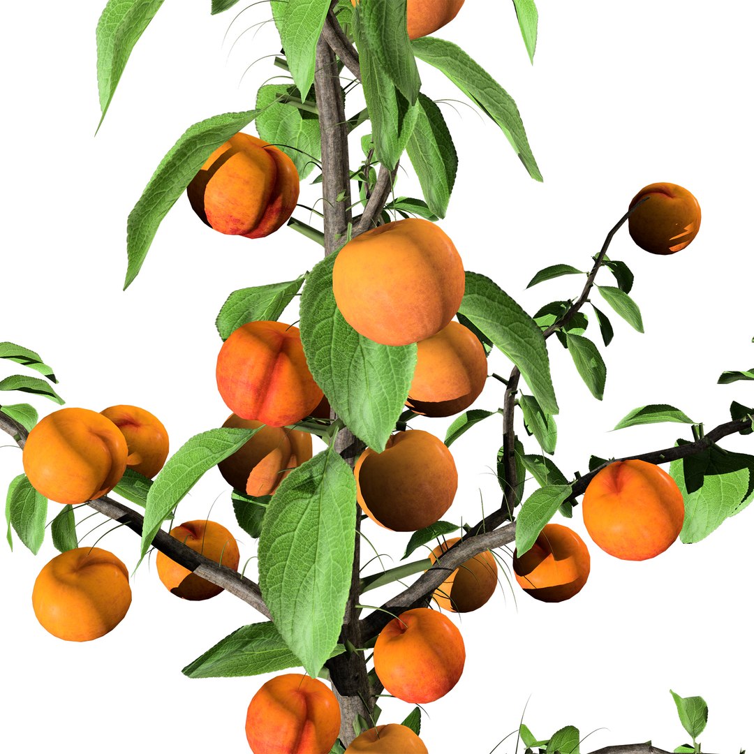 3D model Realistic 3D Columnar Fruit Trees https://p.turbosquid.com/ts-thumb/fe/sD05Kc/Ab/apricot0205/jpg/1726441007/1920x1080/fit_q87/78f4ba296f2e965a5c2abc550526611c85751f3b/apricot0205.jpg