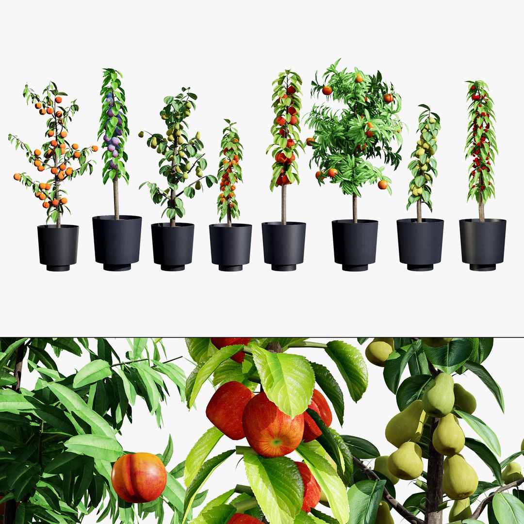 3D model Realistic 3D Columnar Fruit Trees https://p.turbosquid.com/ts-thumb/fe/sD05Kc/IF/00search/jpg/1726441001/1920x1080/fit_q87/8d4cdabe32cac00be27049f78bba0e67a590f4b9/00search.jpg