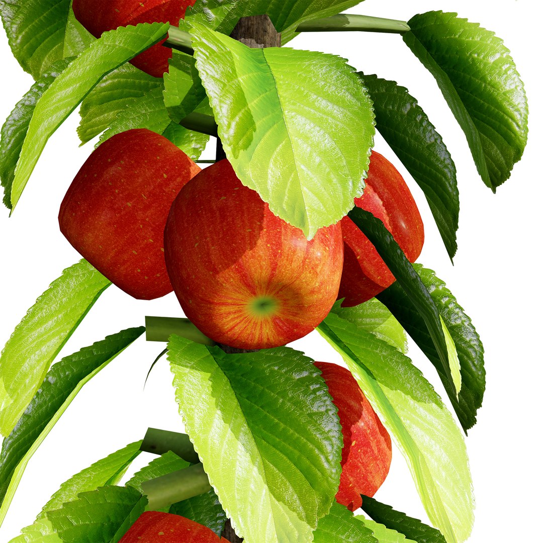 3D model Realistic 3D Columnar Fruit Trees https://p.turbosquid.com/ts-thumb/fe/sD05Kc/IM/apple03/jpg/1726440995/1920x1080/fit_q87/32337dfde6d09c30d6812b54571ad21f864a275e/apple03.jpg