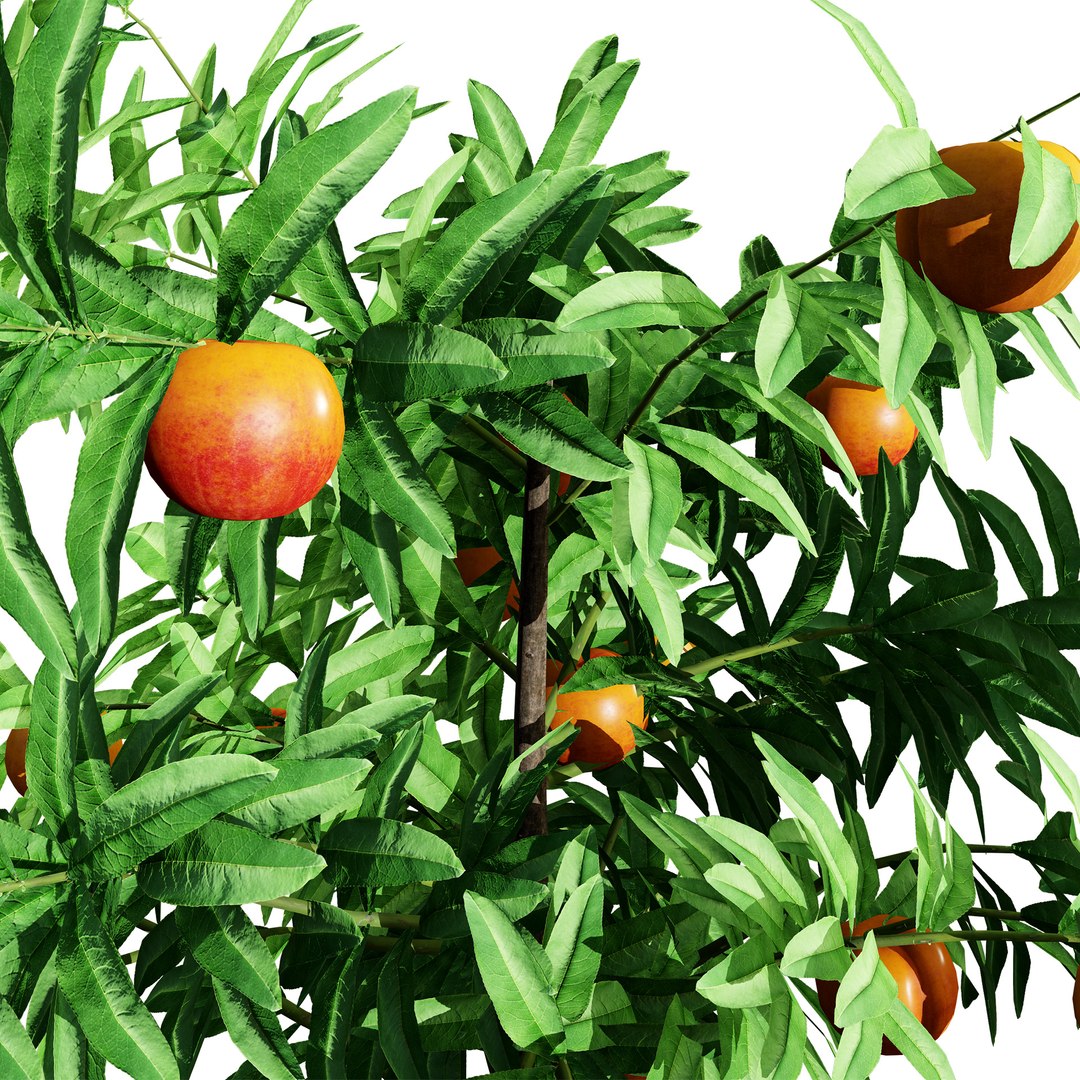 3D model Realistic 3D Columnar Fruit Trees https://p.turbosquid.com/ts-thumb/fe/sD05Kc/Kn/dwarf_peach04/jpg/1726441022/1920x1080/fit_q87/fa5b8db98633e1aeccf8a09bbac8599a7160eee7/dwarf_peach04.jpg
