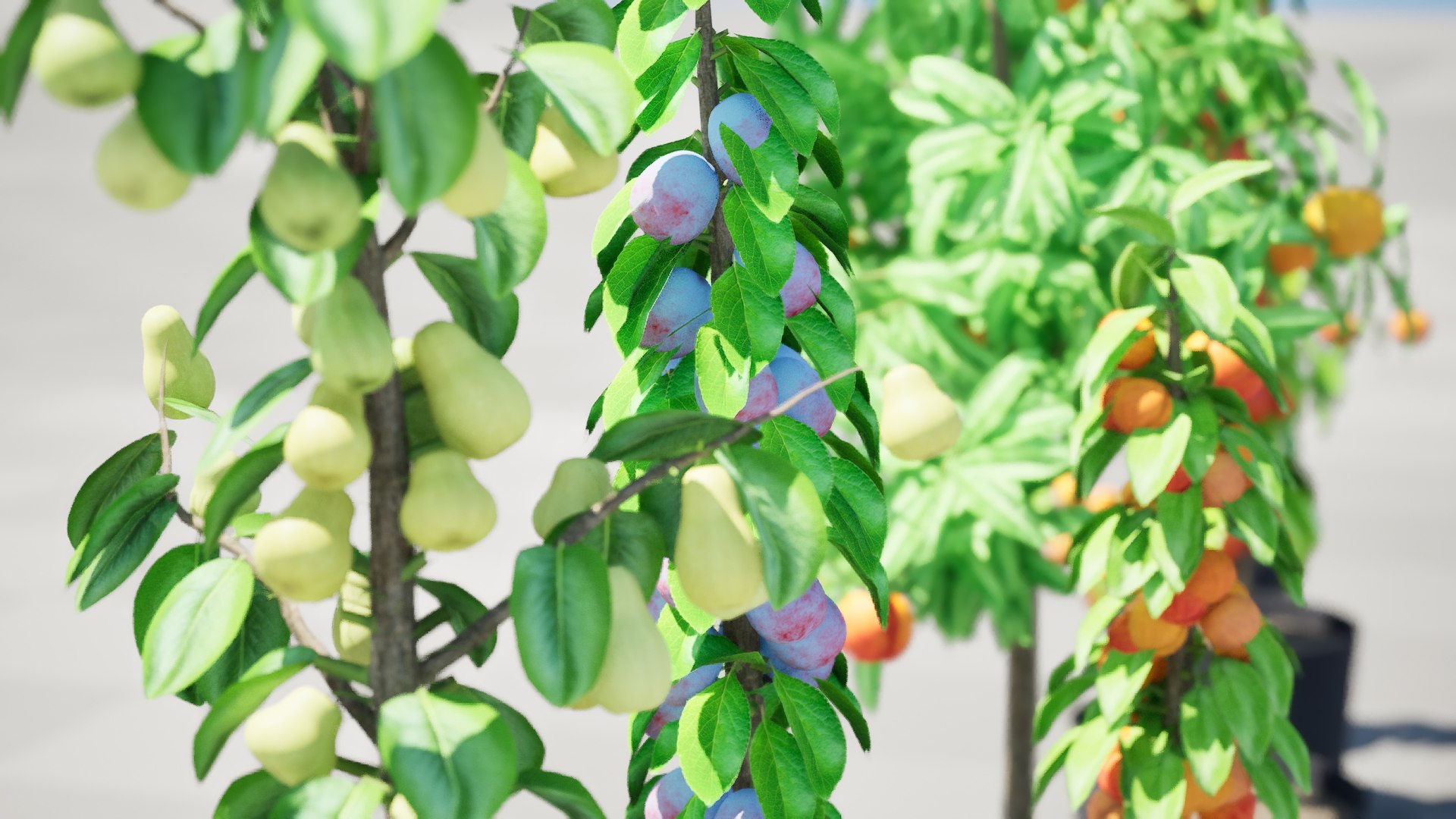 3D model Realistic 3D Columnar Fruit Trees https://p.turbosquid.com/ts-thumb/fe/sD05Kc/n3/highresscreenshot00008/jpg/1726441031/1920x1080/fit_q87/573fdd4bcdbb5640dc109bc71655e8b193dfe2ce/highresscreenshot00008.jpg