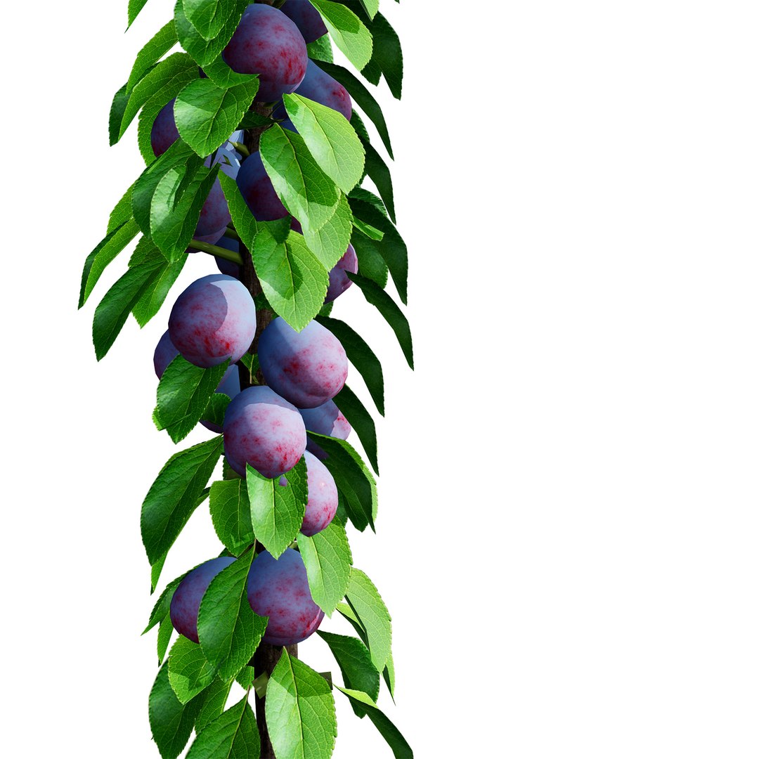 3D model Realistic 3D Columnar Fruit Trees https://p.turbosquid.com/ts-thumb/fe/sD05Kc/u9/plum03/jpg/1726441034/1920x1080/fit_q87/8fce646948b070451d7e086e3805f62936c02da7/plum03.jpg