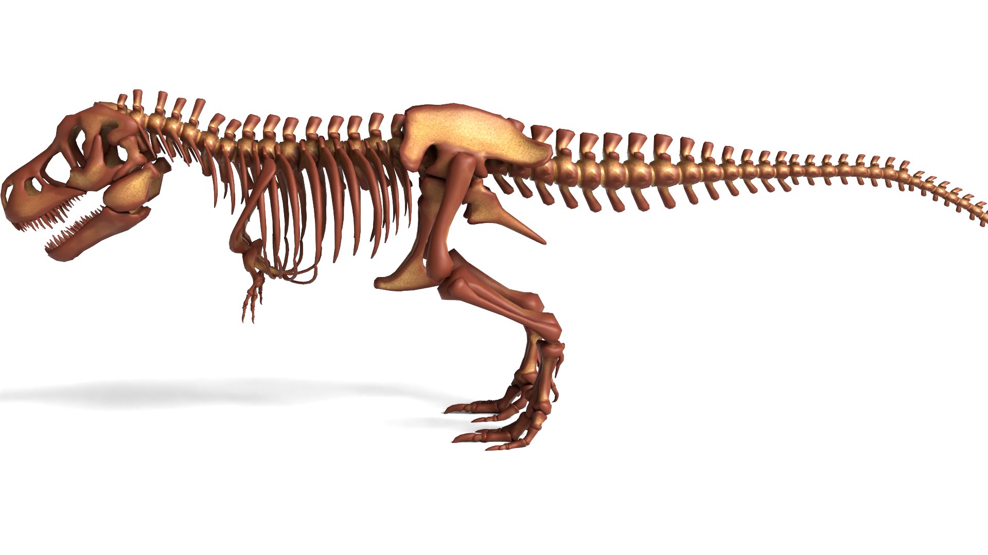 Tyrannosaurus Rex Skeleton Quality Dinosaur 3D model https://p.turbosquid.com/ts-thumb/fe/wONmQb/It/image0002/png/1772110570/1920x1080/fit_q87/b1cccb0b35e7811f1d523290ecb3dedea25a2ef1/image0002.jpg