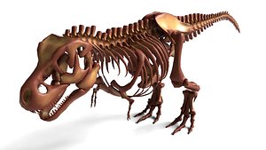 Tyrannosaurus Rex Skeleton Quality Dinosaur 3D model