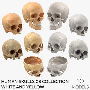 Human Skulls 03 Collection White and Yellow - 10 models 3D