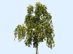 3D tree scanned ready