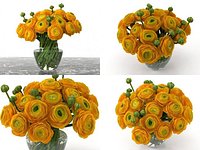Orange Ranunculus