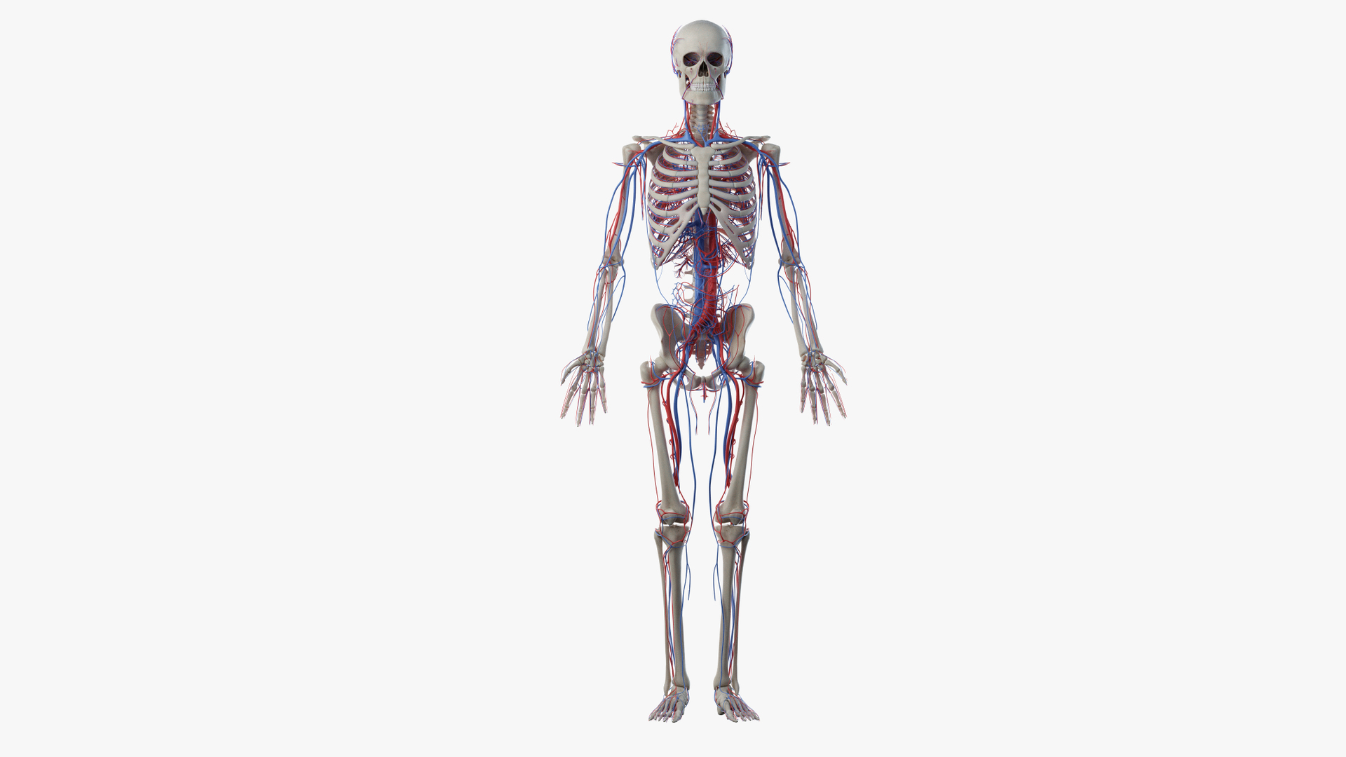 3D skin male skeleton vascular model https://p.turbosquid.com/ts-thumb/ff/cseCRe/RgFWWaWr/turntable_anatomy_vascular/png/1605515049/1920x1080/turn_fit_q99/2dac5313b3222ee39fea40bde8a0af2c14647db1/turntable_anatomy_vascular-1.jpg