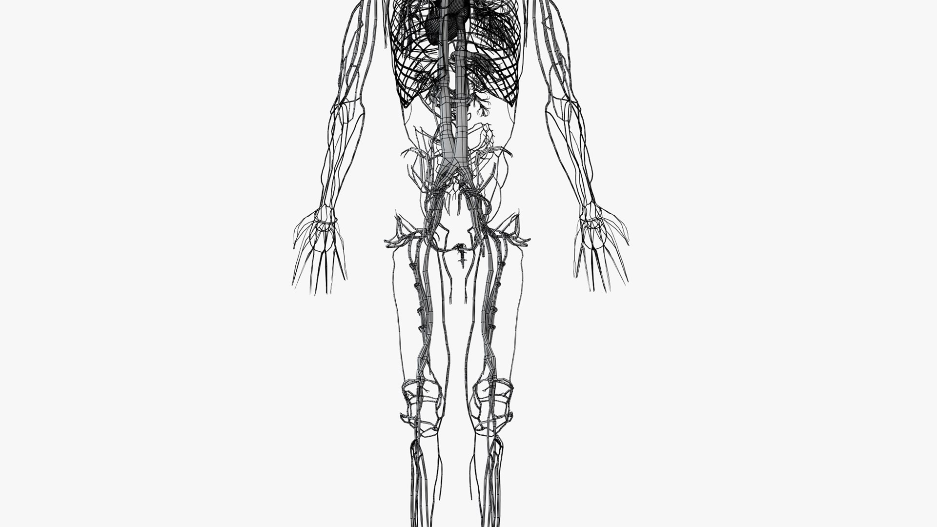 3D skin male skeleton vascular model https://p.turbosquid.com/ts-thumb/ff/cseCRe/XgvTGjIc/wire_all_vasc0002/png/1605516122/1920x1080/fit_q87/5bebdaa537cef6deb382ca67f7e79f659b16d9e5/wire_all_vasc0002.jpg
