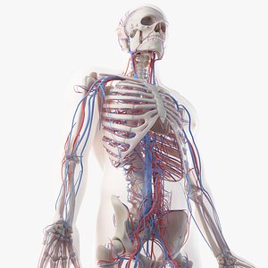 3D skin male skeleton vascular model