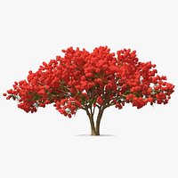 Delonix Regia Tree