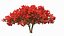 delonix regia tree 3D model