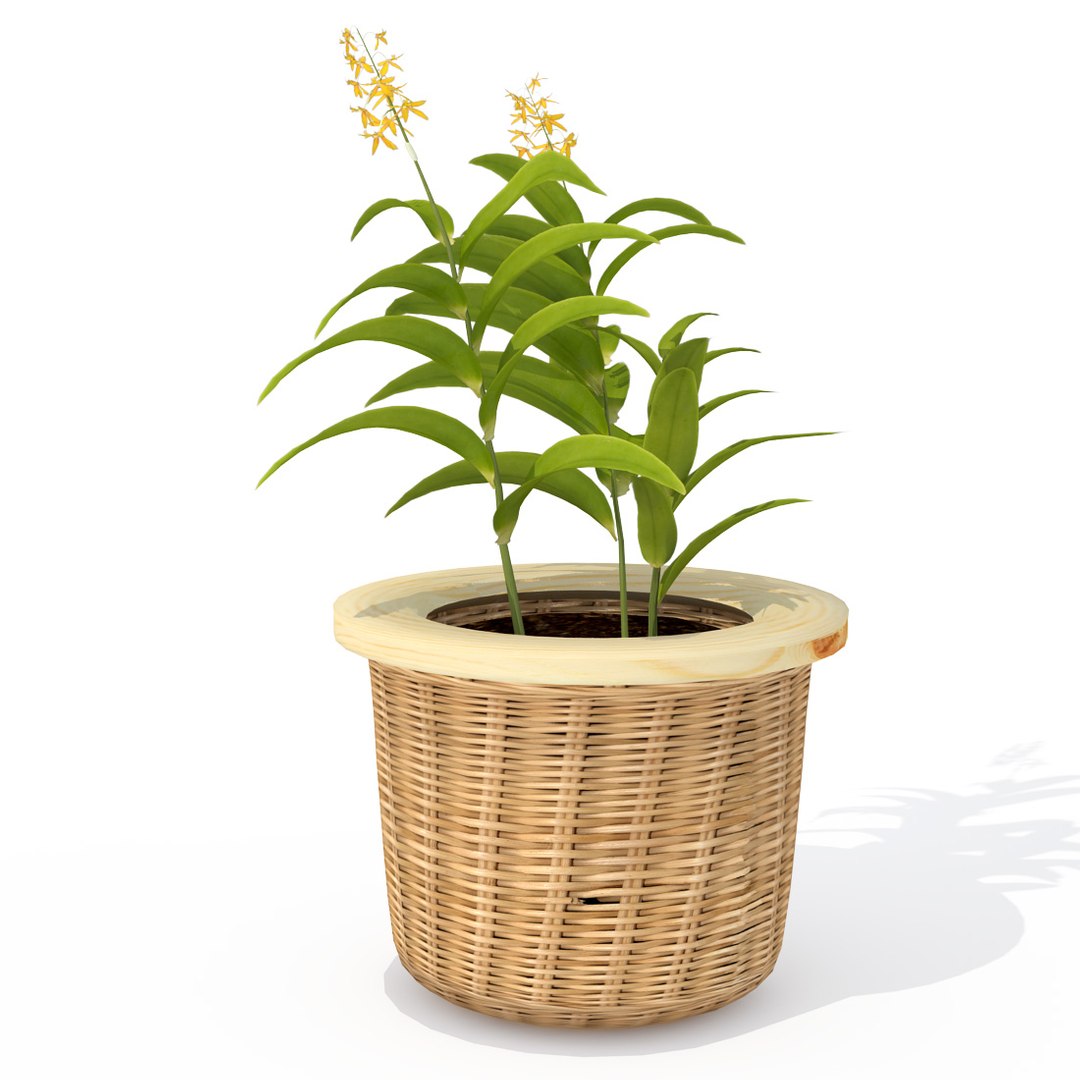 ballerina epidendrum plant 3d model https://p.turbosquid.com/ts-thumb/ff/iBMp4a/89QGOENk/hp08ballerinaepidendrum3/jpg/1462561504/1920x1080/fit_q87/a2c3d7a745517009a88d8cba3bb54830361bdc25/hp08ballerinaepidendrum3.jpg
