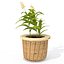 XfrogPlants Ballerina Epidendrum