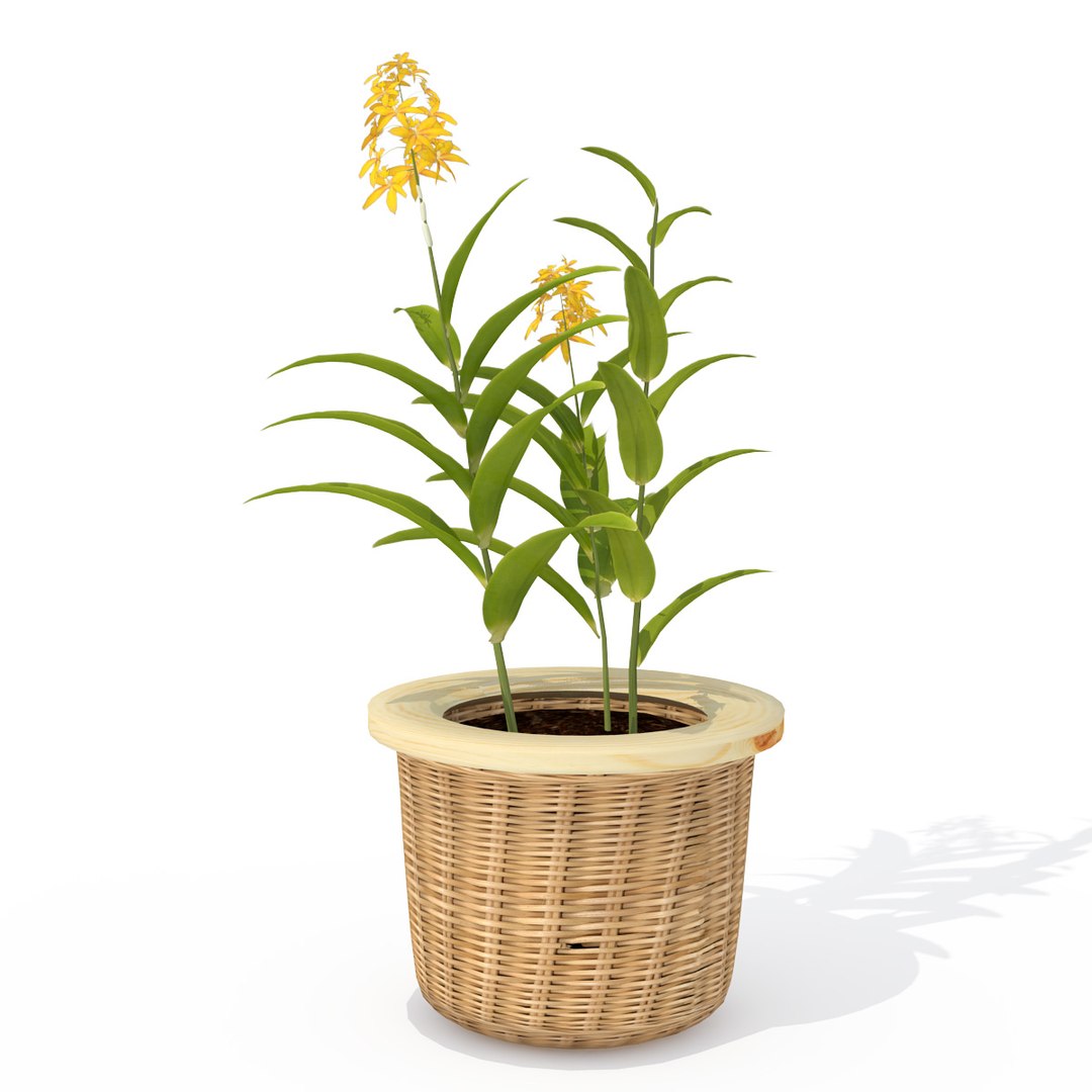 ballerina epidendrum plant 3d model https://p.turbosquid.com/ts-thumb/ff/iBMp4a/VeTN0lzW/hp08ballerinaepidendrum2/jpg/1462561504/1920x1080/fit_q87/ae06f1a4f4a749477379db665d160af0939ed73b/hp08ballerinaepidendrum2.jpg