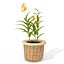 XfrogPlants Ballerina Epidendrum