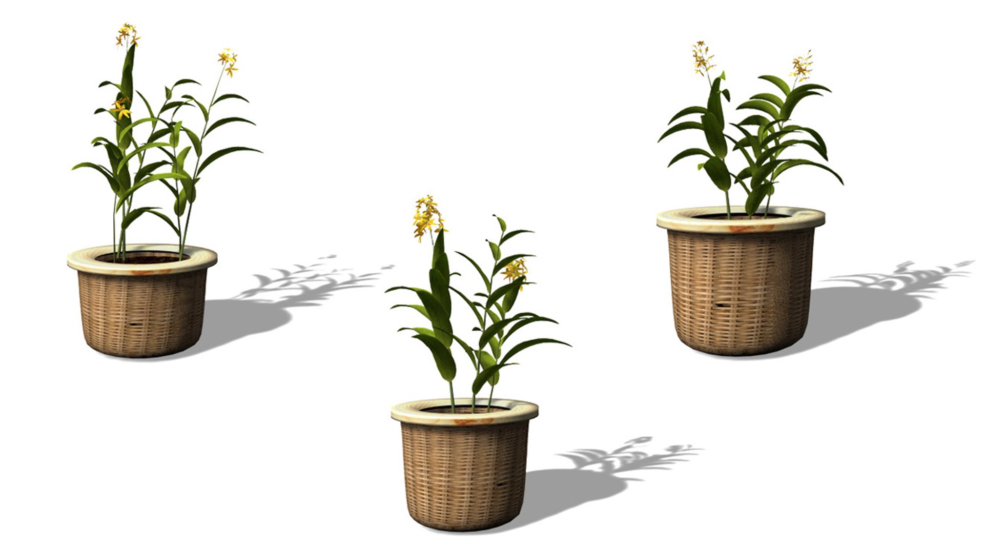 ballerina epidendrum plant 3d model https://p.turbosquid.com/ts-thumb/ff/iBMp4a/Y0kxAidl/hp08_trio/jpg/1341619155/1920x1080/fit_q87/4926f7813746fd7413e05457d1c0da46d90b501b/hp08_trio.jpg