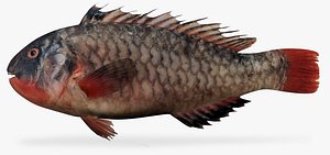 3d loosetooth parrotfish