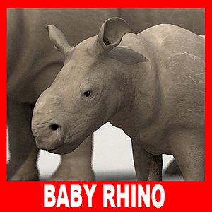 3d baby rhino model