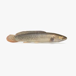 bowfin pbr model