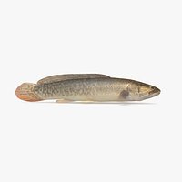 Bowfin