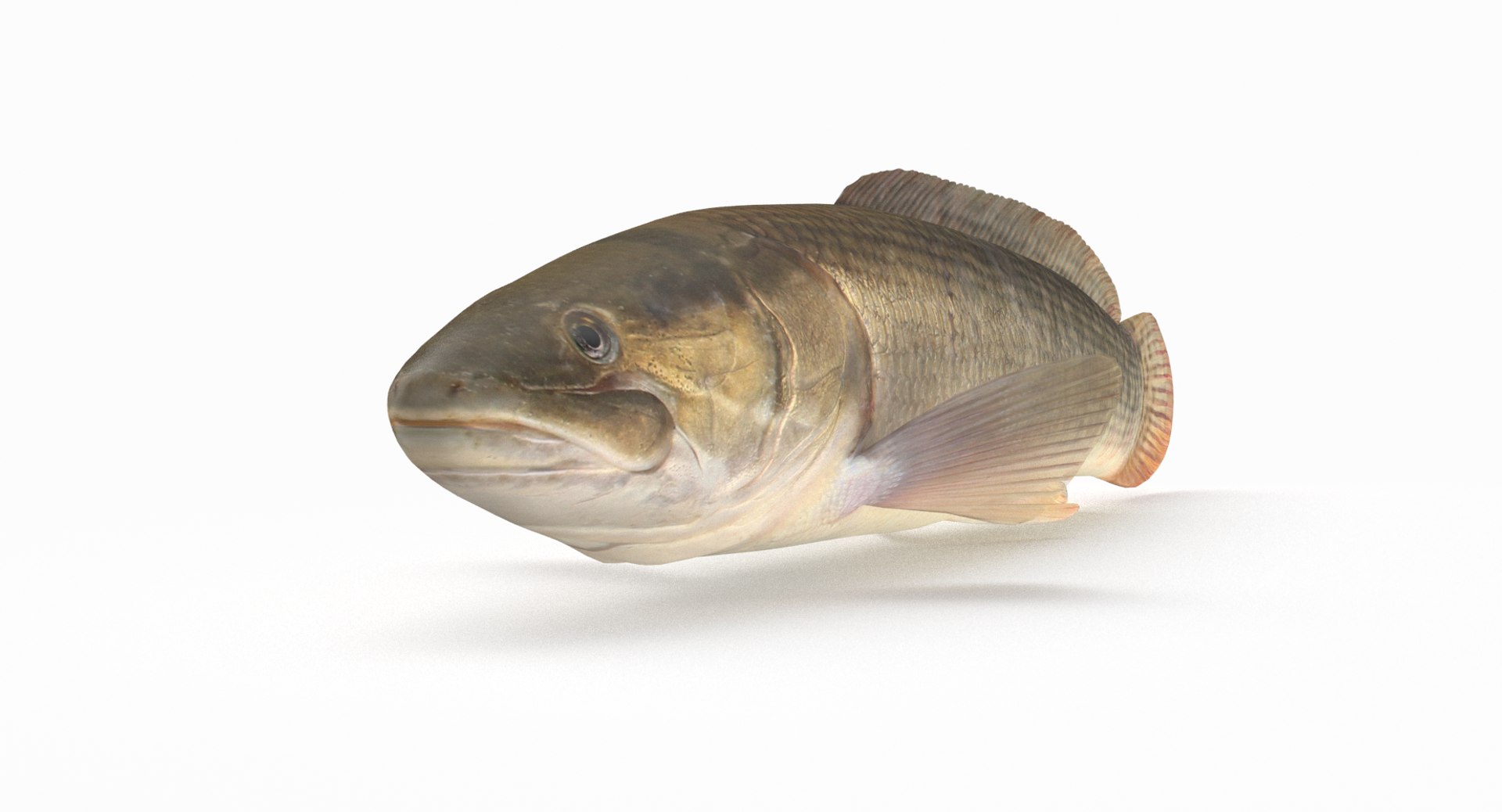 Bowfin Pbr Model - TurboSquid 1380884