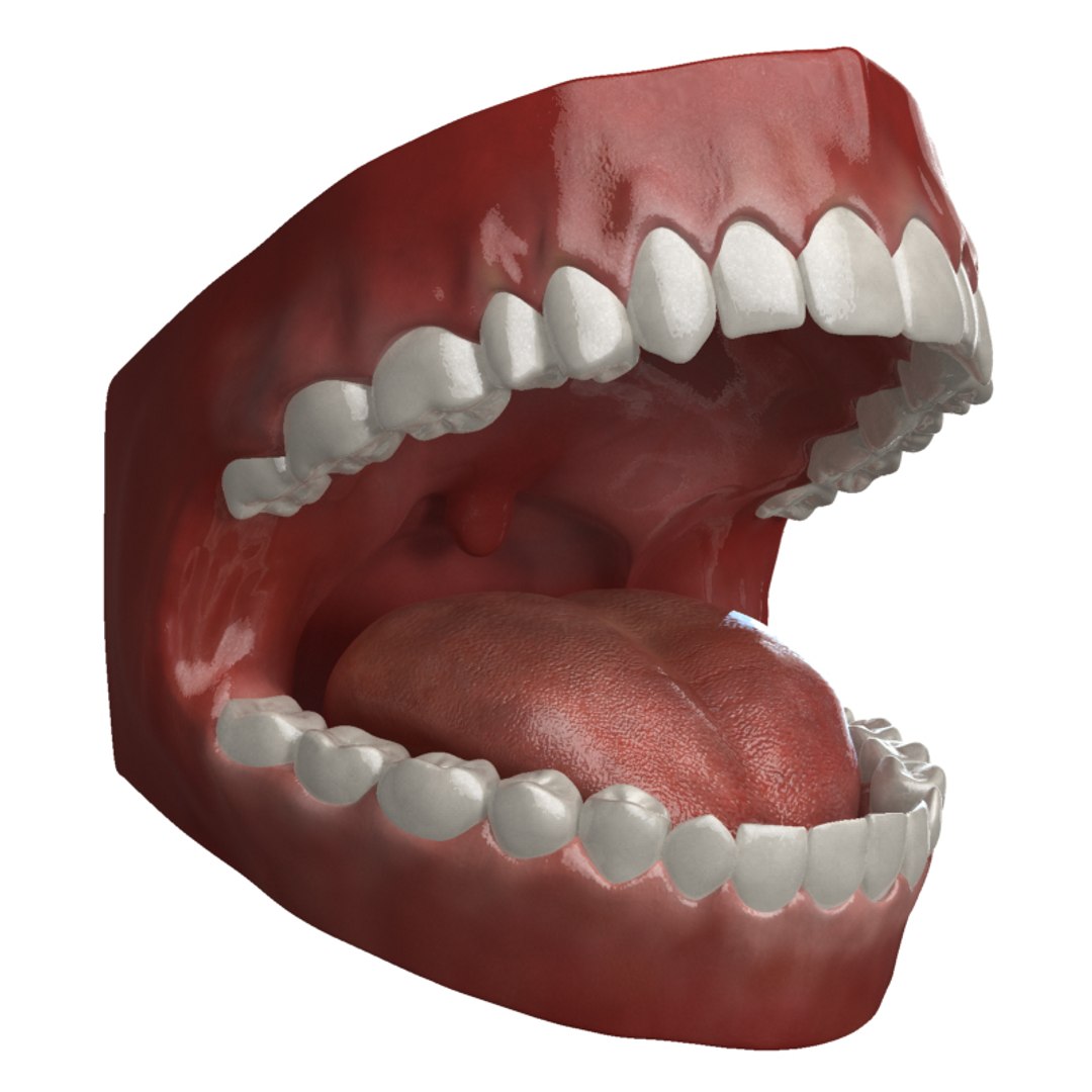 mouth teeth tongue animation 3d max https://p.turbosquid.com/ts-thumb/fg/6Bf9HP/QR9RKdos/mouth_mentalray_007_800x800/jpg/1292328222/1920x1080/fit_q87/d229fdd679b2cef669422346df277f884da8f6d4/mouth_mentalray_007_800x800.jpg