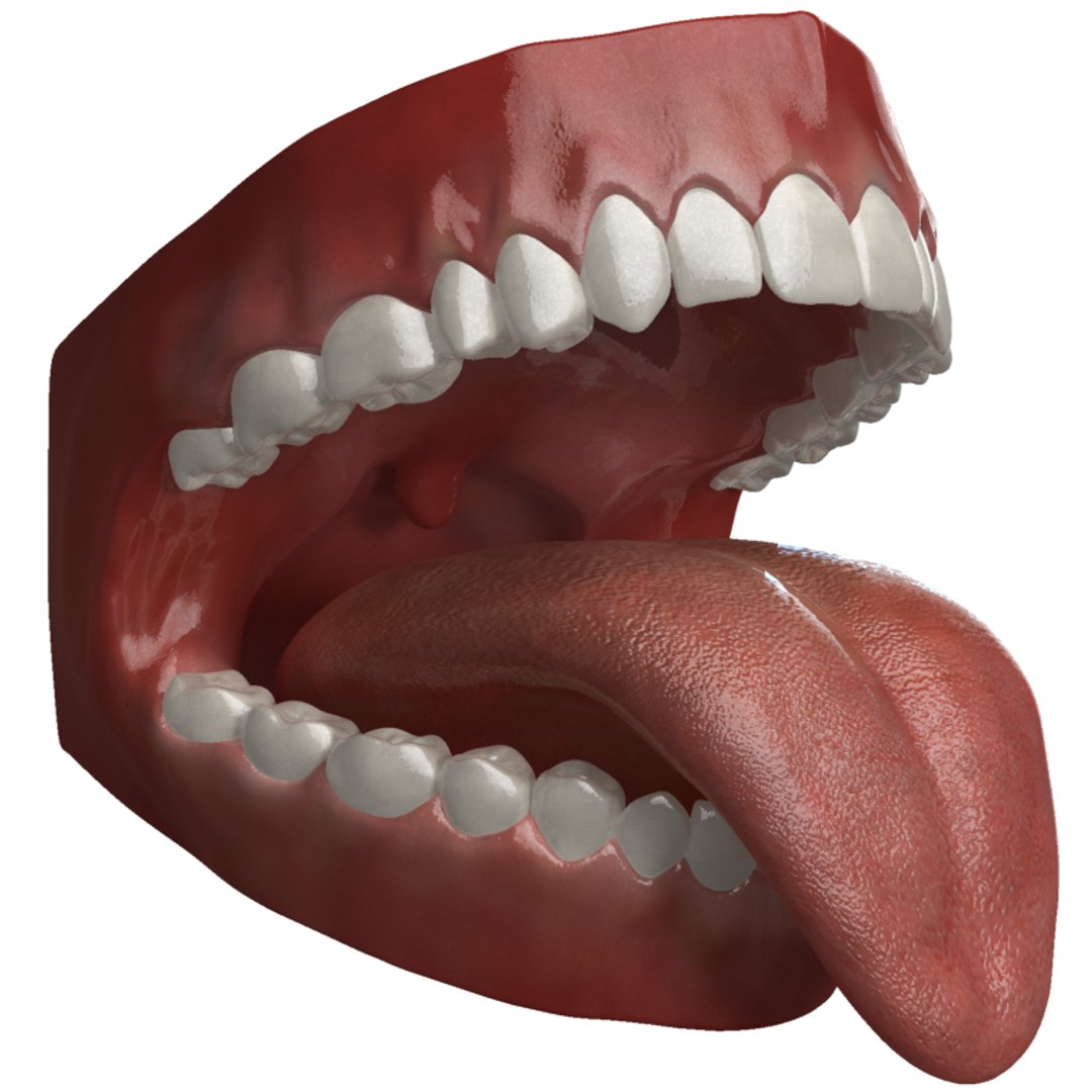 mouth teeth tongue animation 3d max https://p.turbosquid.com/ts-thumb/fg/6Bf9HP/wdOaehvu/mouth_mentalray_009_800x800/jpg/1292329554/1920x1080/fit_q87/d62322796e38e066f79a1a1568861dcba979b2b1/mouth_mentalray_009_800x800.jpg