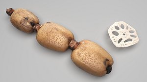 Lotus Root 3D