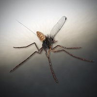 Mosquito