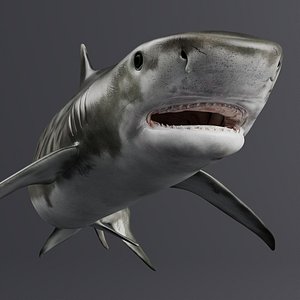 3D Tiger Shark Swim Idle Animated Rigged For Maya model