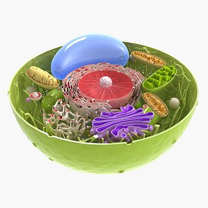Plant Cell