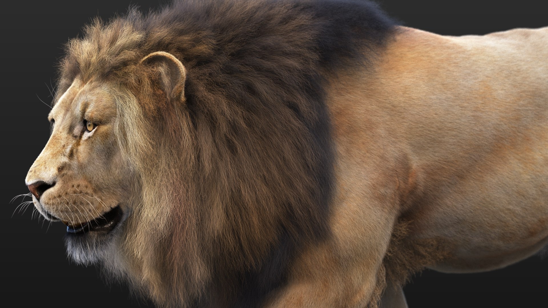 Lion XGEN CORE 3D https://p.turbosquid.com/ts-thumb/fg/M0eEwK/43/lionb_01/jpg/1623816257/1920x1080/fit_q87/509d0acfc6f225170791853453067475e14d6e15/lionb_01.jpg
