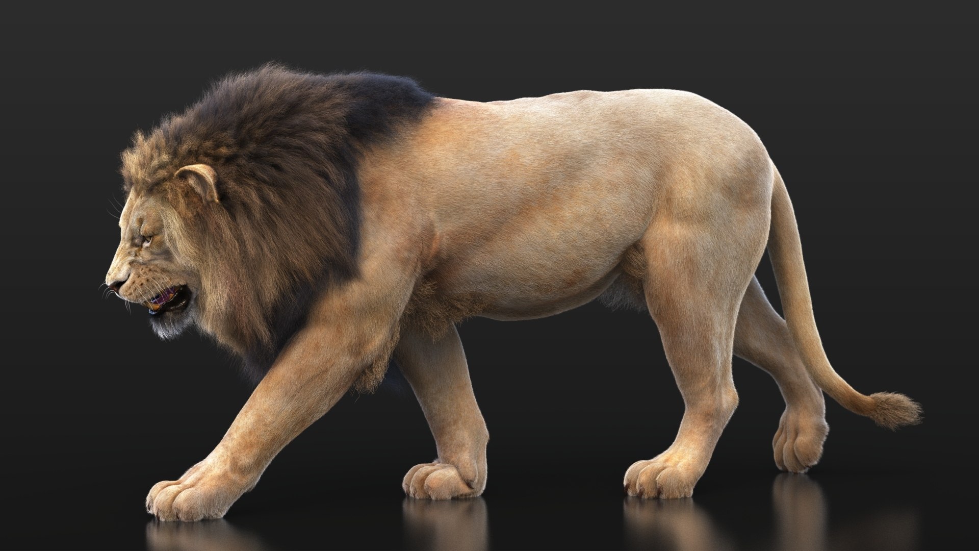Lion XGEN CORE 3D https://p.turbosquid.com/ts-thumb/fg/M0eEwK/CO/lionb_16/jpg/1623816256/1920x1080/fit_q87/c2f0f791e42dd321abc15ff718d215626ed20f4a/lionb_16.jpg