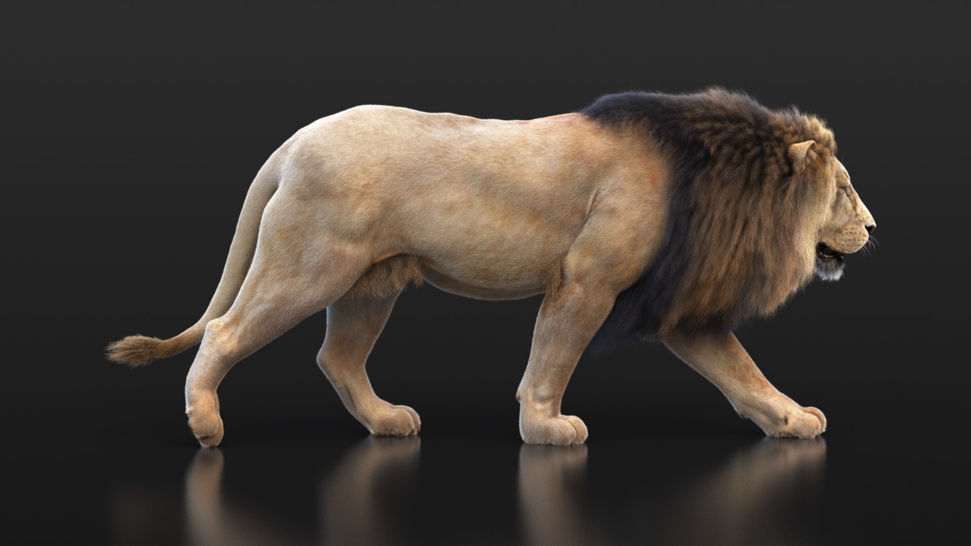Lion XGEN CORE 3D https://p.turbosquid.com/ts-thumb/fg/M0eEwK/f6/lionb_pose2_maya2022_1_0012/jpg/1623816264/1920x1080/fit_q87/d51cb493e9efd525b8afdcf7a5d8e9fb6dd877f6/lionb_pose2_maya2022_1_0012.jpg