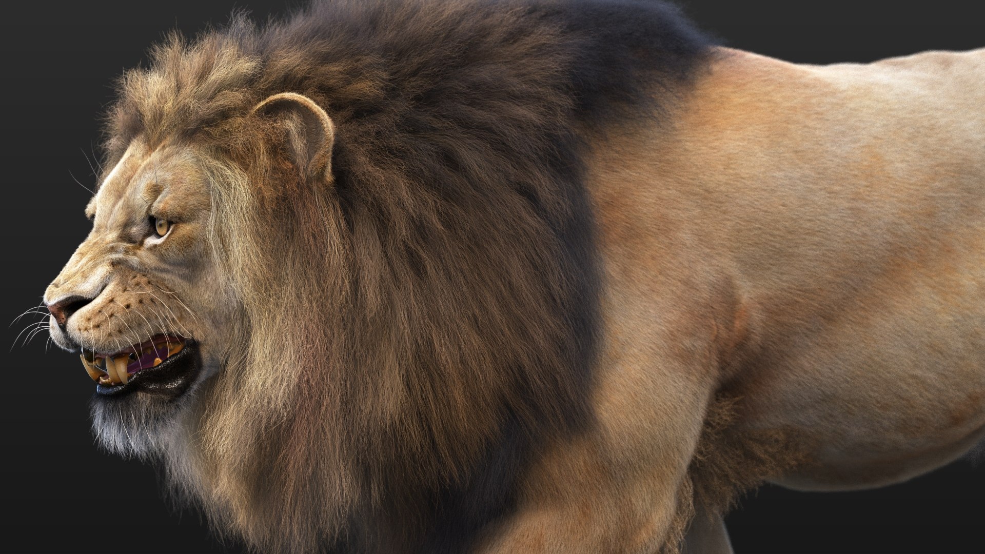 Lion XGEN CORE 3D https://p.turbosquid.com/ts-thumb/fg/M0eEwK/nm/lionb_02/jpg/1623816265/1920x1080/fit_q87/1278fdec8599e1e335d95f41d34344cfa8a5c9cb/lionb_02.jpg