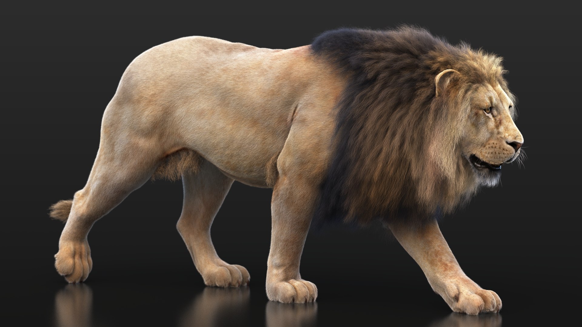 Lion XGEN CORE 3D https://p.turbosquid.com/ts-thumb/fg/M0eEwK/pz/lionb_19/jpg/1623816259/1920x1080/fit_q87/fc9d3557c75cb992c00ce832be1c0538a9fcbd6f/lionb_19.jpg
