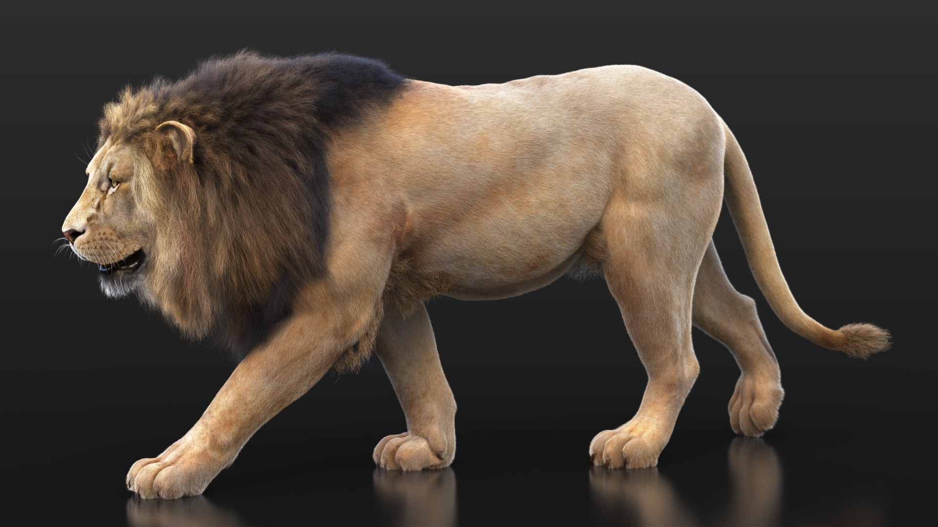 Lion XGEN CORE 3D https://p.turbosquid.com/ts-thumb/fg/M0eEwK/ui/lionb_21/jpg/1623816259/1920x1080/fit_q87/341d85bc42c1882fbac3364f2471edefdc67a24a/lionb_21.jpg