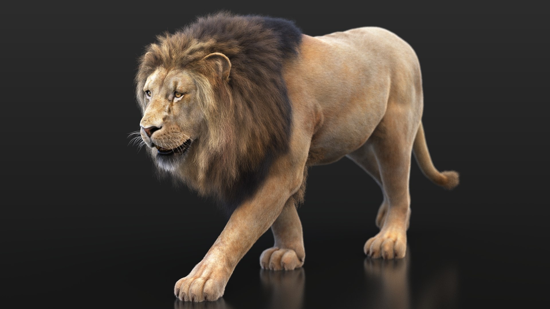 Lion XGEN CORE 3D https://p.turbosquid.com/ts-thumb/fg/M0eEwK/zO/lionb_04/jpg/1623816245/1920x1080/fit_q87/fad0daf274796b2080504426360b61f8a9b5e242/lionb_04.jpg