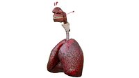 Smoker Lungs Diseased Lung Anatomy 3D Model