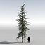 GEBIRGSHEMLOCKKONIFERBAUM 01