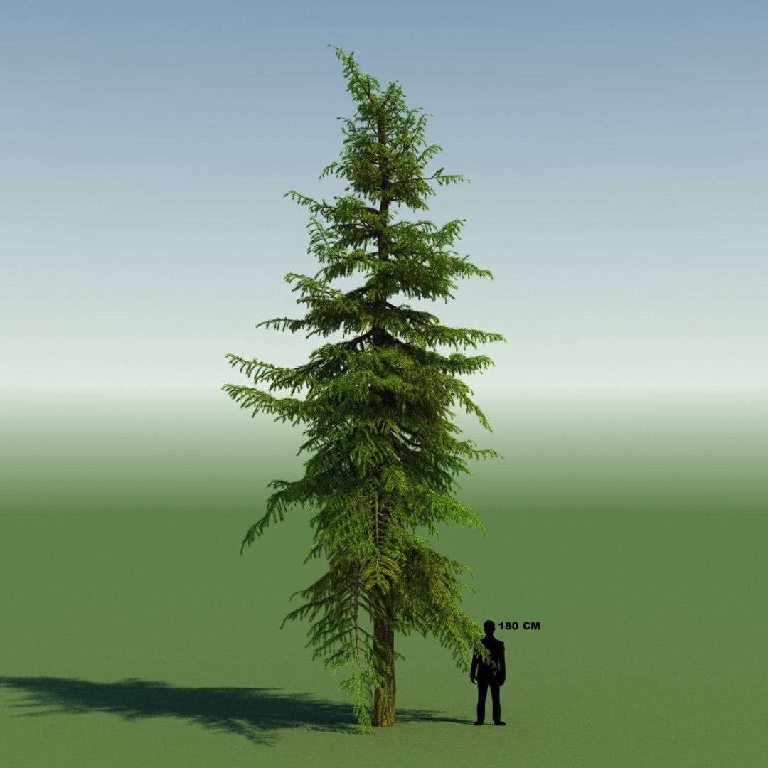 3d tree https://p.turbosquid.com/ts-thumb/fg/RZqh38/7J8yNfEb/10mountainhemlock01_0000/jpg/1454258669/1920x1080/fit_q87/e00a776c0bb71eaaae93d08a7ff6a4dd673b6910/10mountainhemlock01_0000.jpg