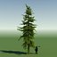 GEBIRGSHEMLOCKKONIFERBAUM 01