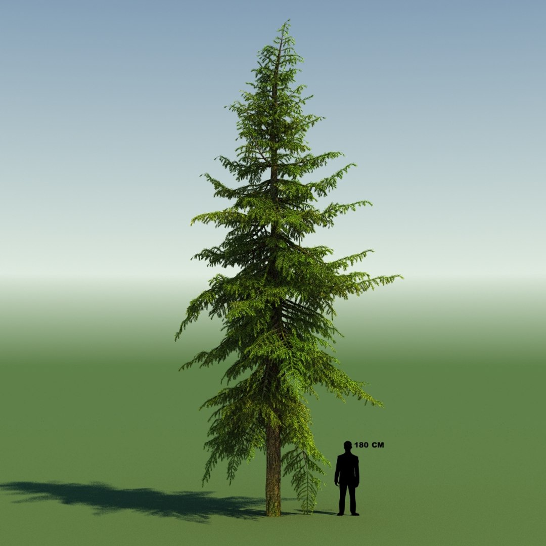 3d tree https://p.turbosquid.com/ts-thumb/fg/RZqh38/9SJQVaxe/10mountainhemlock01_0004/jpg/1454258669/1920x1080/fit_q87/b7742c585b7f8402c3c4e3b566cbdceff9ab119b/10mountainhemlock01_0004.jpg
