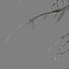 GEBIRGSHEMLOCKKONIFERBAUM 01