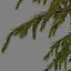 GEBIRGSHEMLOCKKONIFERBAUM 01
