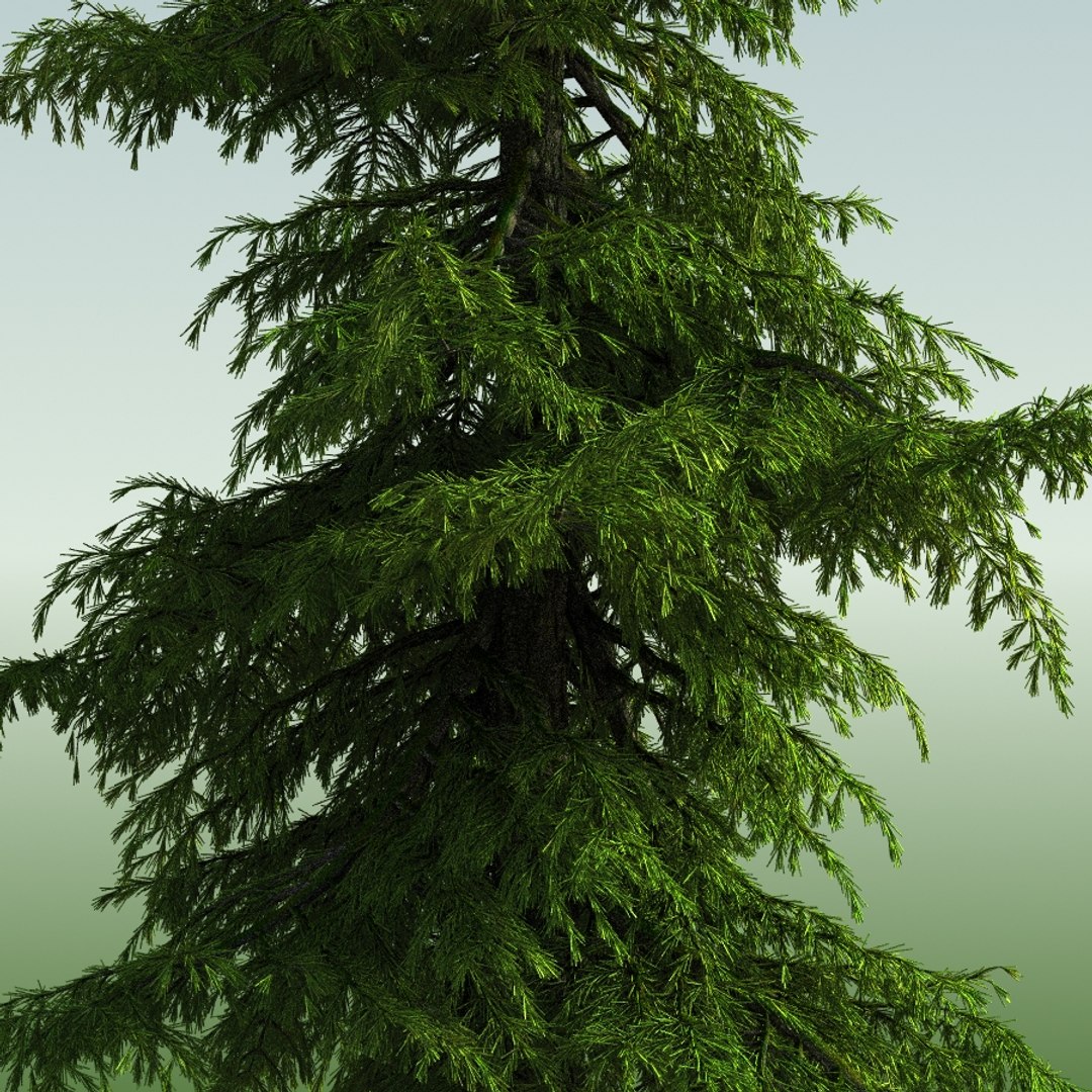 3d tree https://p.turbosquid.com/ts-thumb/fg/RZqh38/MM4qac5f/10mountainhemlock02_0002/jpg/1454258669/1920x1080/fit_q87/dc2955f76618d9e4e0085abfeb80b848136c3148/10mountainhemlock02_0002.jpg