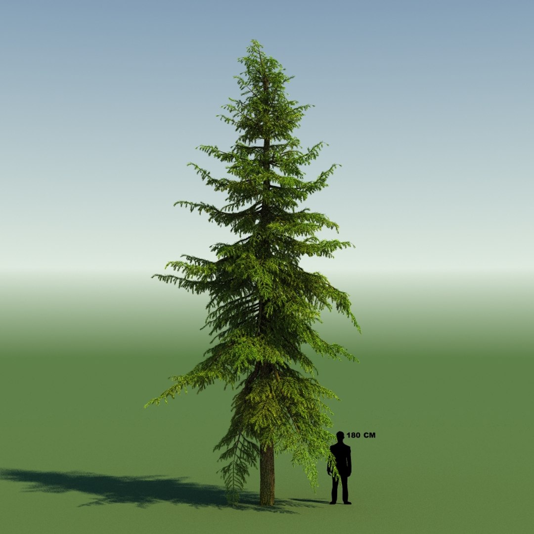 3d tree https://p.turbosquid.com/ts-thumb/fg/RZqh38/PZranuDw/10mountainhemlock01_0010/jpg/1454258669/1920x1080/fit_q87/f4ddd4894bae8bc42131e4f4d4efbb87e2dcff37/10mountainhemlock01_0010.jpg