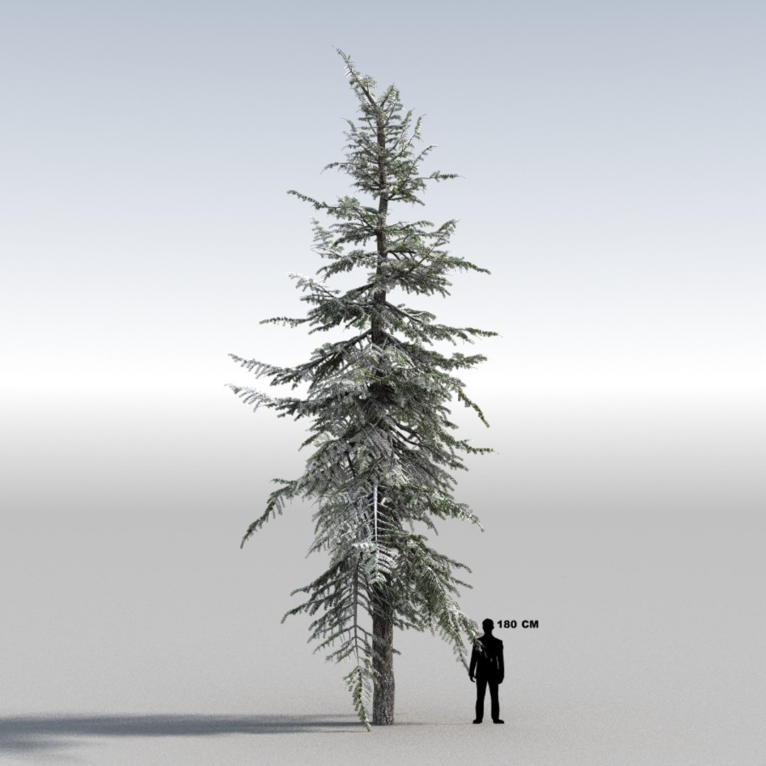 3d tree https://p.turbosquid.com/ts-thumb/fg/RZqh38/dStPAgv0/10mountainhemlock03_0000/jpg/1454258669/1920x1080/fit_q87/75eb68d228cb3a0dc940248a8ef4c5eb67323f4a/10mountainhemlock03_0000.jpg