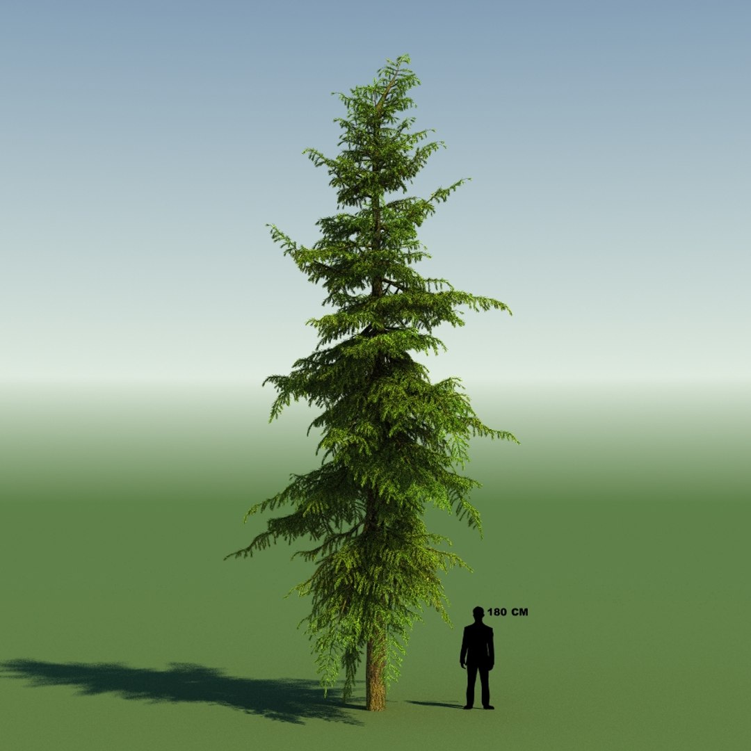 3d tree https://p.turbosquid.com/ts-thumb/fg/RZqh38/fJs1cwsr/10mountainhemlock01_0008/jpg/1454258669/1920x1080/fit_q87/c0508acb3ded92cc00972b2977899d734b303f4c/10mountainhemlock01_0008.jpg
